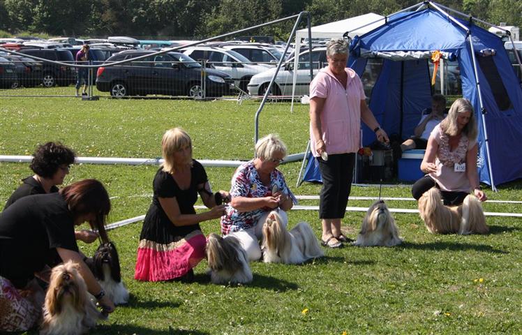 Shih Tzu Danmark